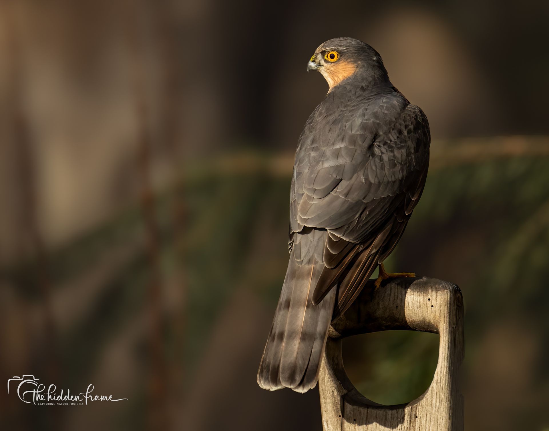 A male Eurasian sparrowhawk with slate-grey feathers and bright orange eyes perched on a wooden shovel handle.