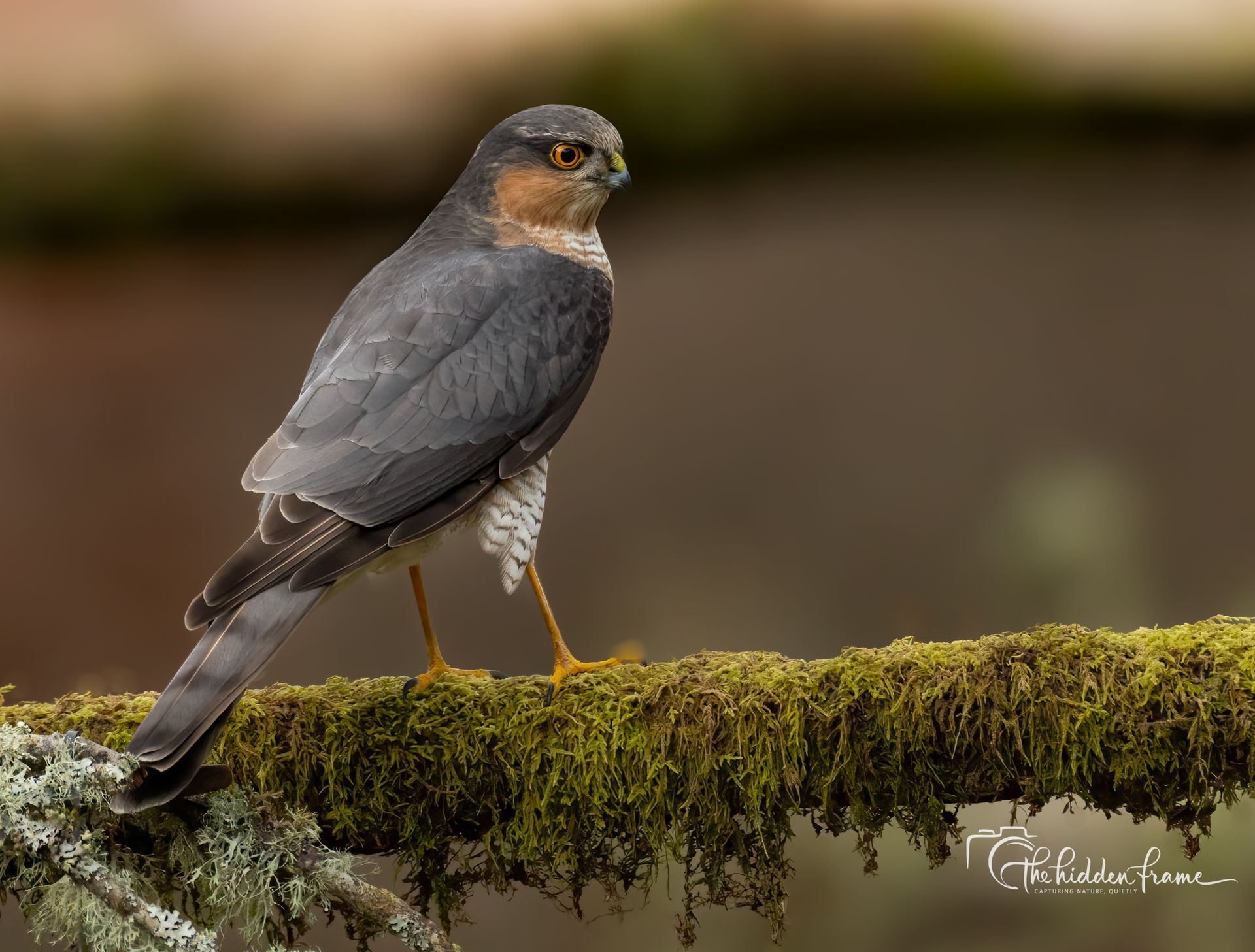 A male Eurasian sparrowhawk with blue-gray plumage and yellow eyes perched on a mossy branch.