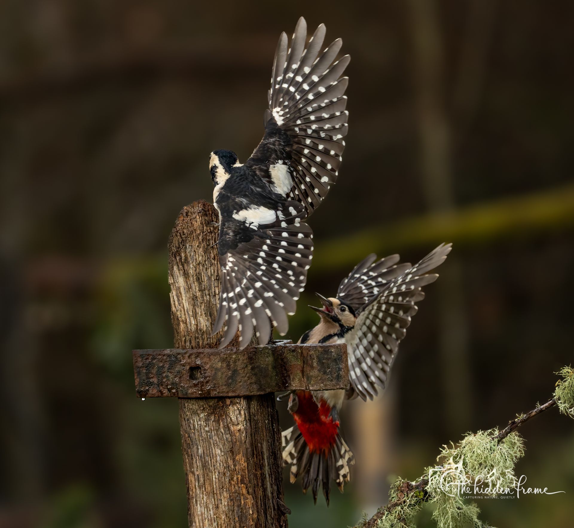 Two great spotted woodpeckers with wings spread, one perched on a wooden post and the other flying toward it.