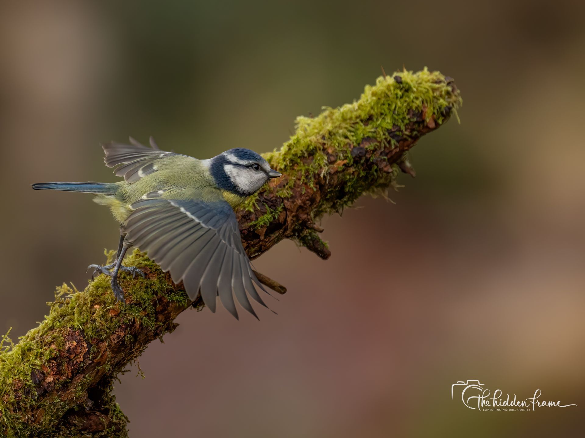 A small Eurasian blue tit with yellow and blue plumage landing on a moss-covered tree branch.