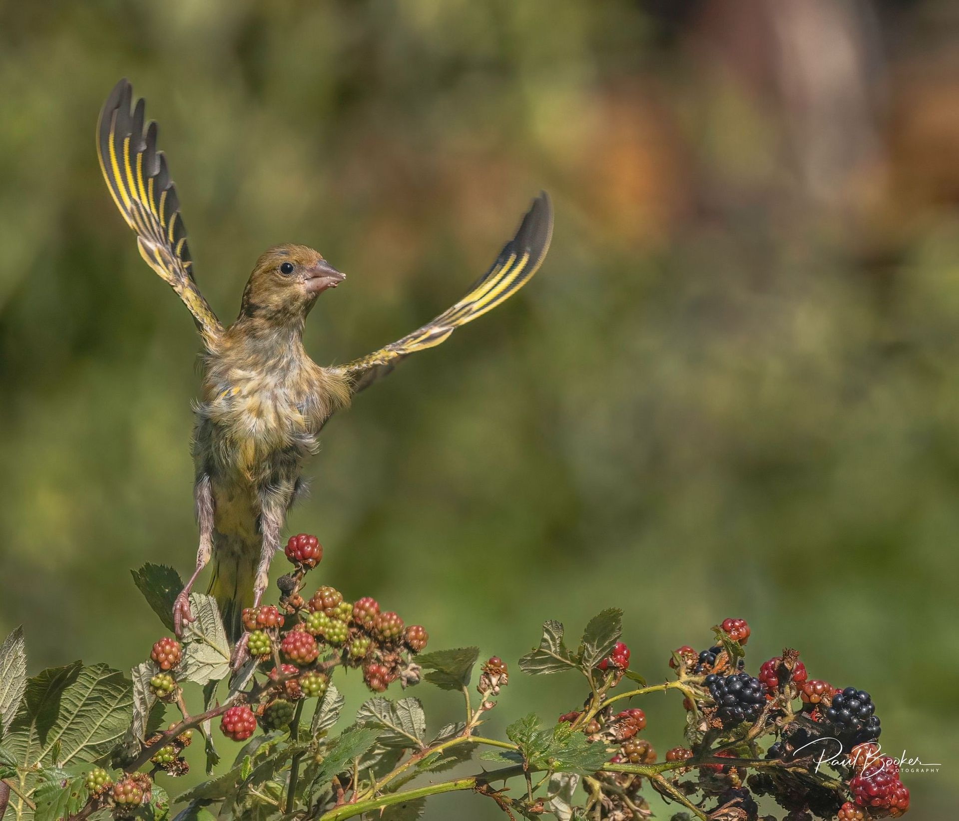 A yellow-streaked bird with wings spread wide, perched atop a cluster of ripe and unripe blackberries.