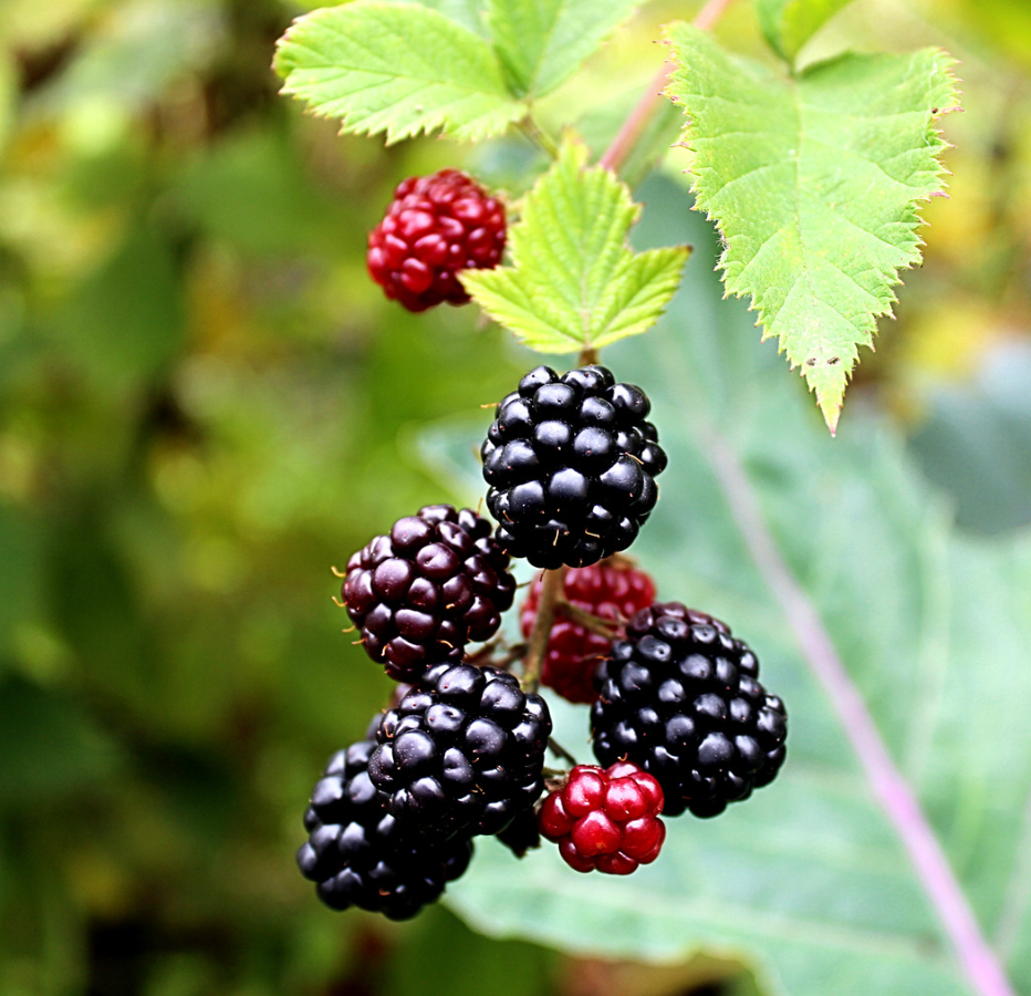 Natuurlijke boysenbessmaak WONF