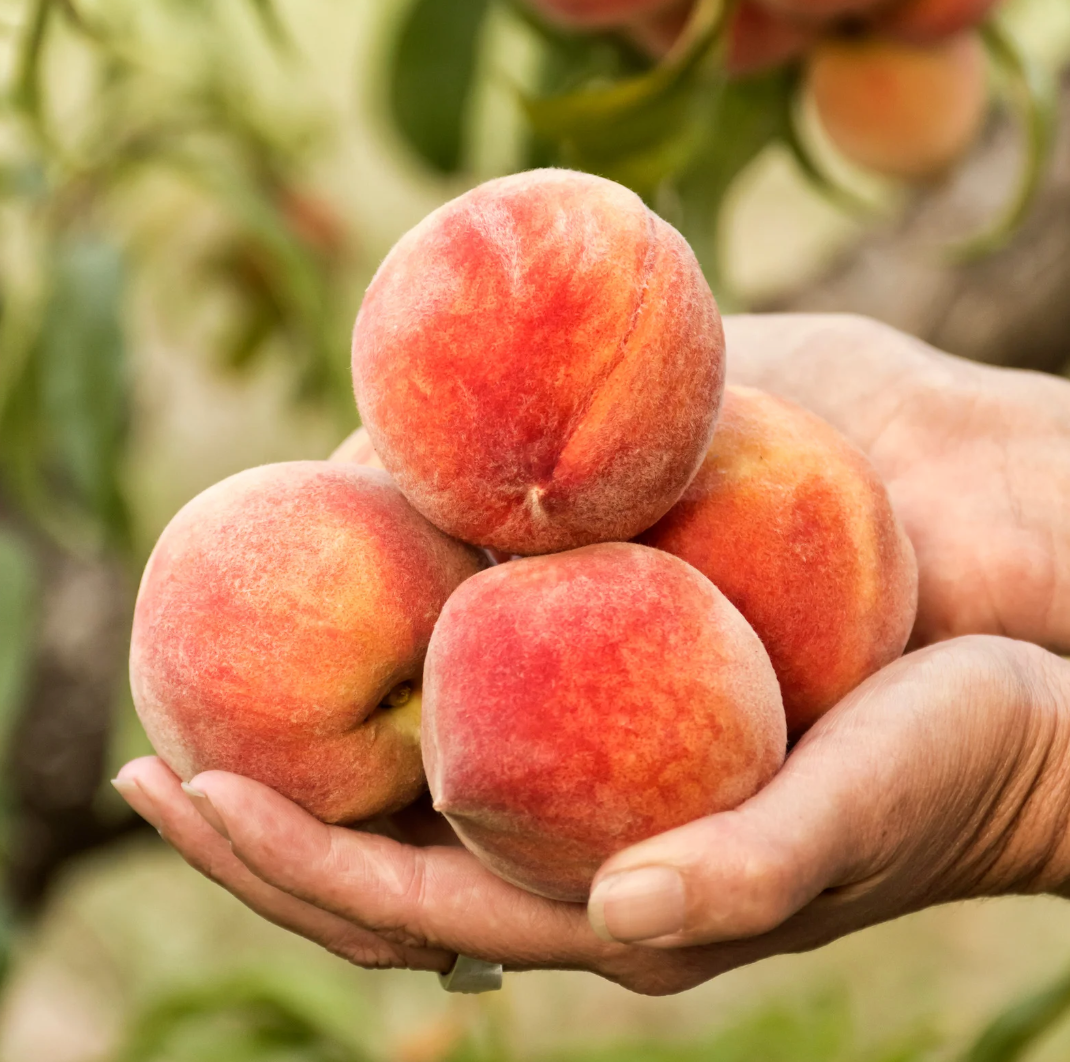 Natuurlijke perziksmaak WONF