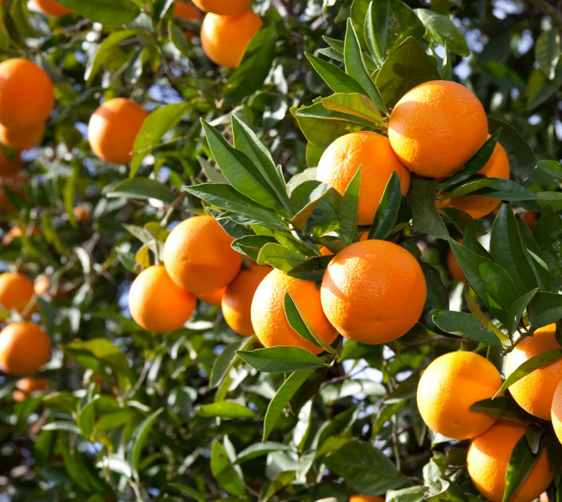 Natuurlijke sinaasappelsmaak