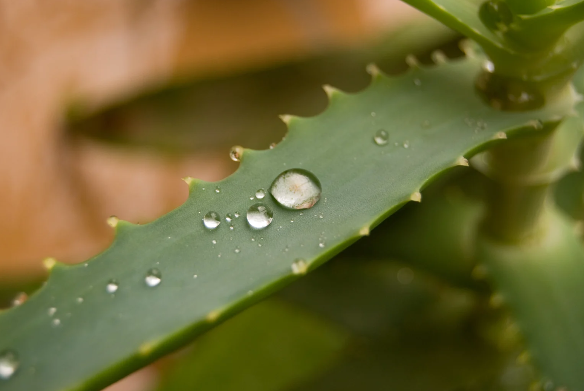 Natural Aloe Vera flavor