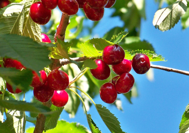 Natural Cherry Magenta flavor