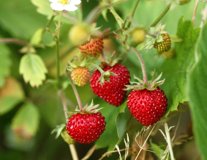 Natuurlijke smaak van wilde aardbeien