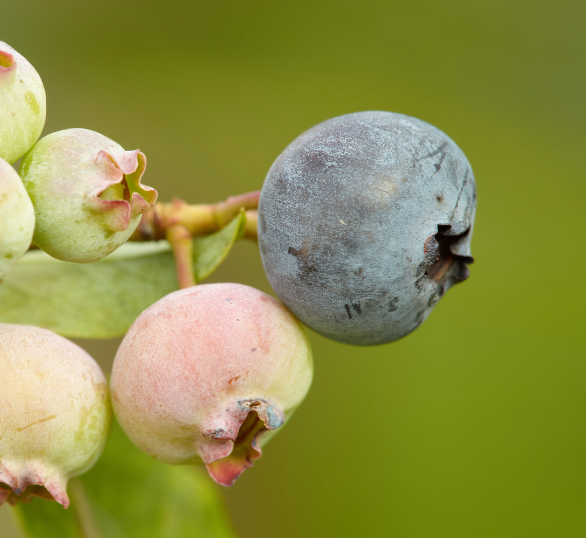 Natural Whortleberry flavor