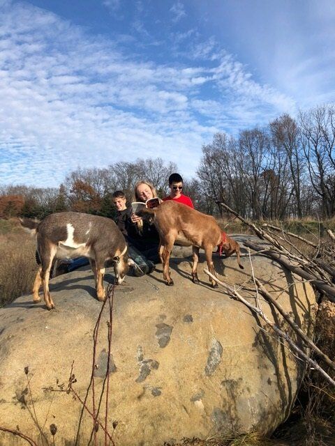 Three dogs and two Montessori child on a large boulder in a field under a blue sky