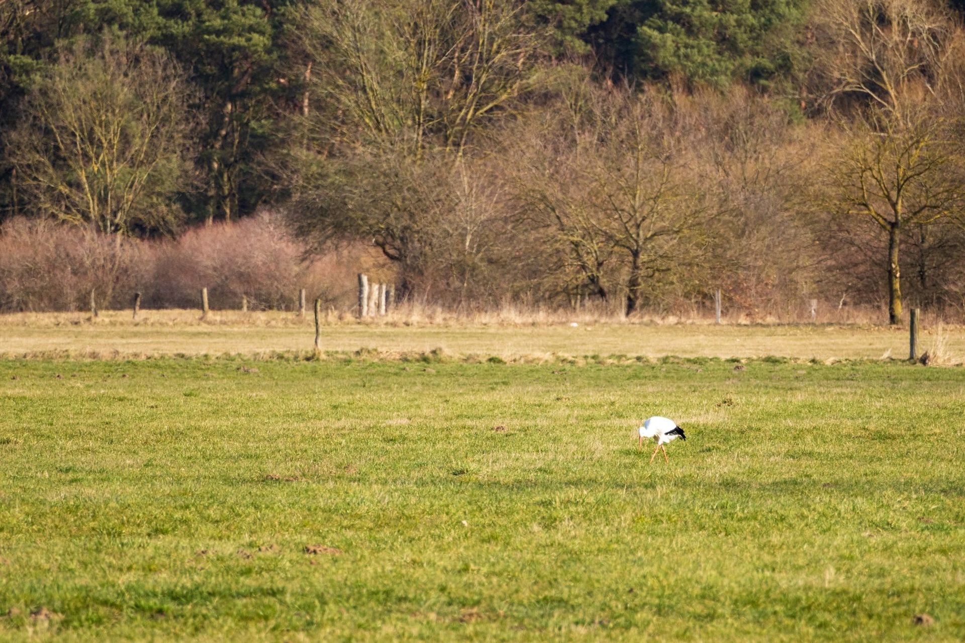 Weißstorch auf einer grasbewachsenen Wiese mit Bäumen im Hintergrund. Sonniger Tag.
