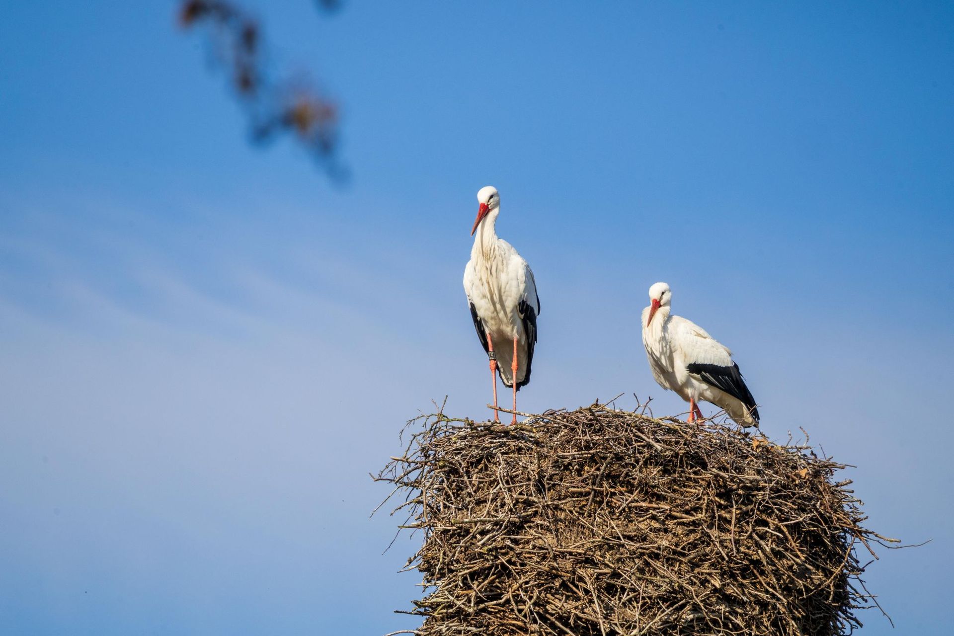 Zwei Störche in einem großen Nest vor strahlend blauem Himmel in Essel, Heidekreis.