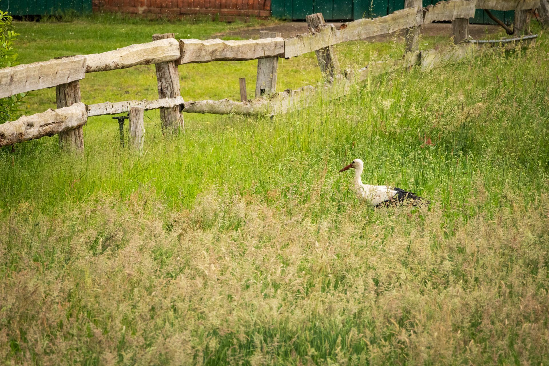 Eine weiße Ente steht im hohen grünen Gras neben einem verwitterten Holzzaun auf einem Bauernhof.