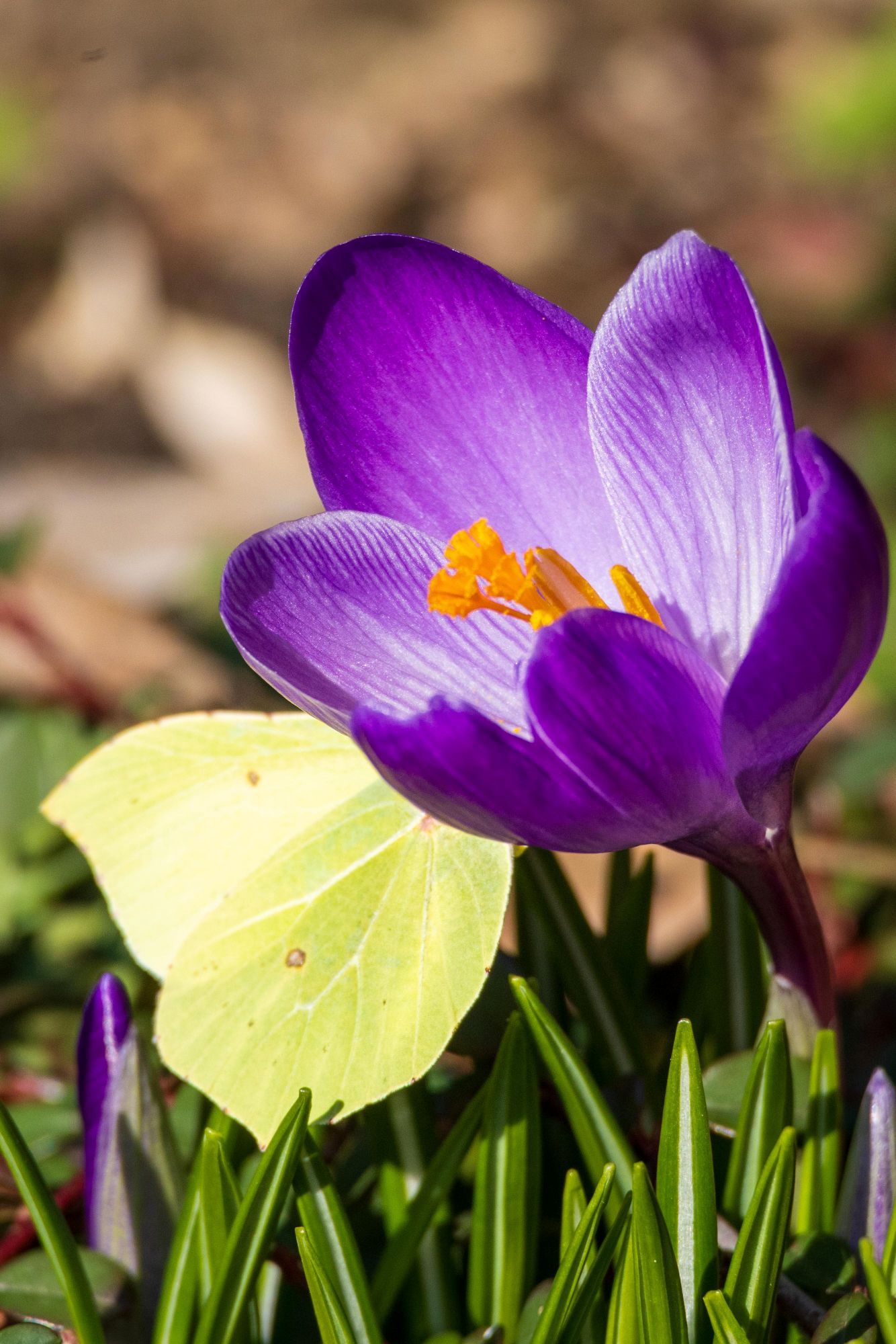 Lila Krokusblüte mit einem gelben Schmetterling, Frühling.