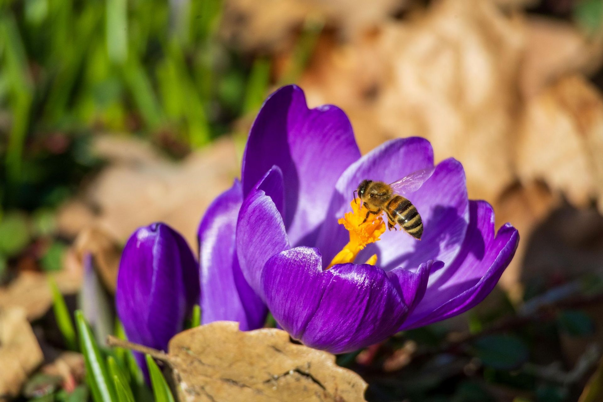 Eine violette Krokusblüte mit einer Biene, die Nektar sammelt; umgeben von Laub und Gras.
