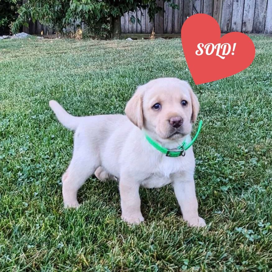 Bella | Labrador Puppy | for Sale