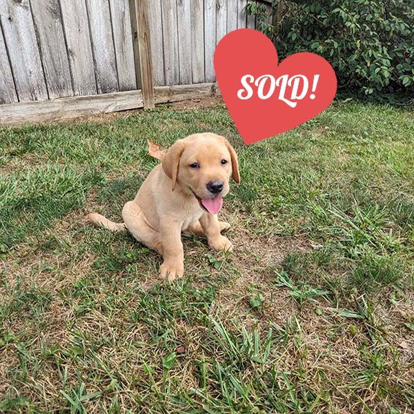 Labrador Puppy | For Sale
