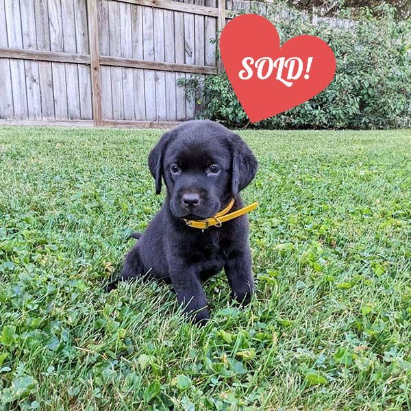 Labrador Puppy | For Sale | Brody
