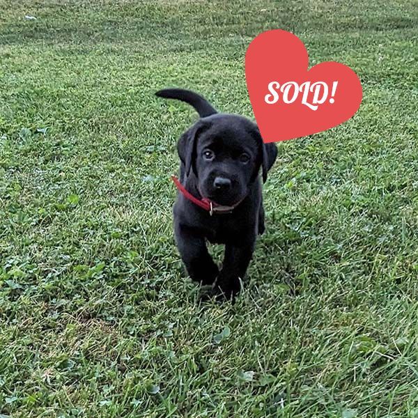 Labrador Puppy | For Sale