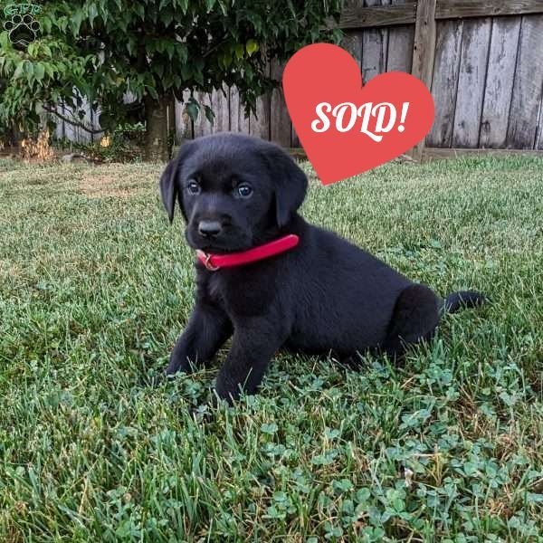 Black Labrador Retriever, Bonnie, $1800