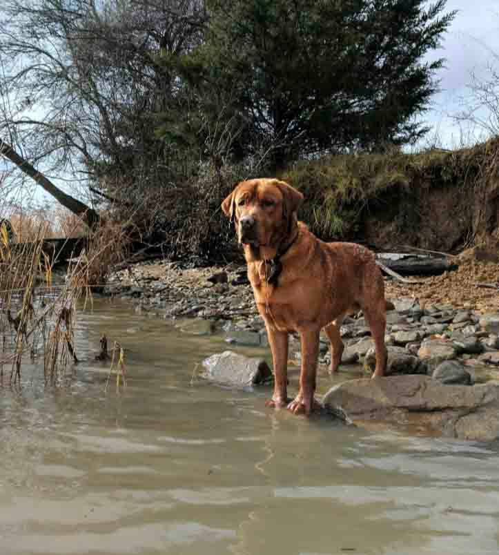Labrador Retrievers | Hunting | Waterfowl