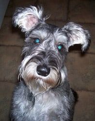 Denver — Saint Charles, MO — Positive Paws Pet Training Inc.