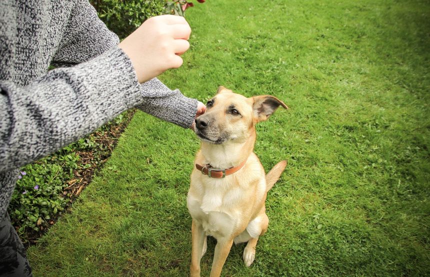 Cute Dog — Saint Charles, MO — Positive Paws Pet Training Inc.