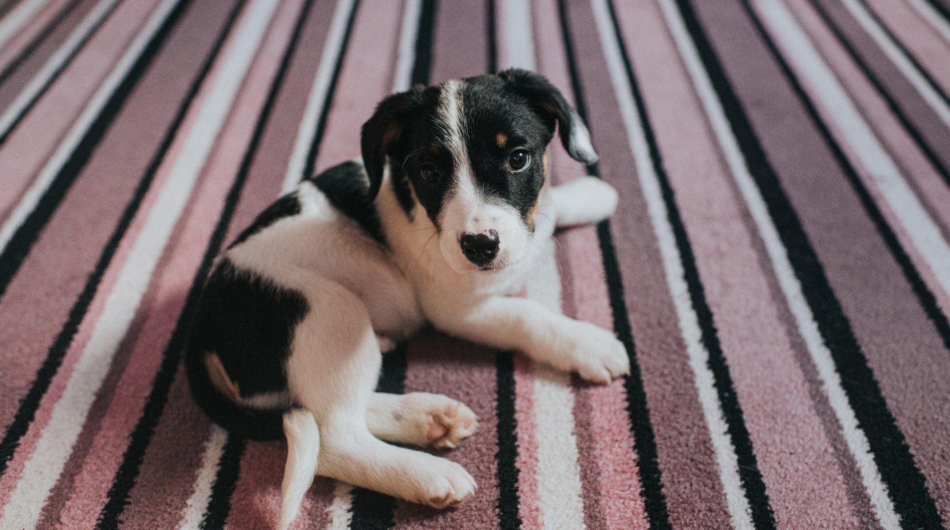 Two Cute Dogs With Their Owners — Saint Charles, MO — Positive Paws Pet Training Inc.