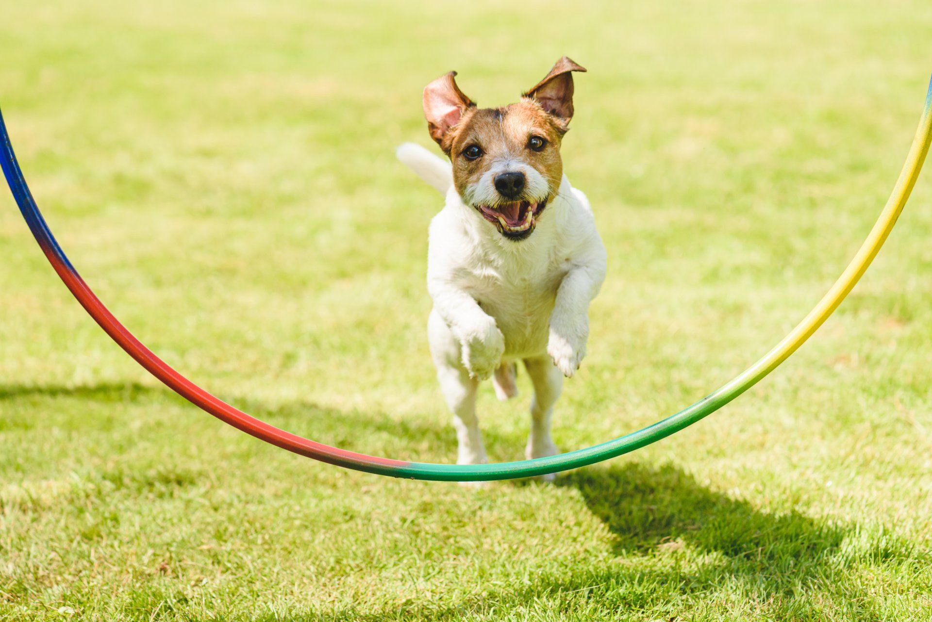 Adorable Dog With Happy Family — Saint Charles, MO — Positive Paws Pet Training Inc. Adorable Dog With Happy Family — Saint Charles, MO — Positive Paws Pet Training Inc.
