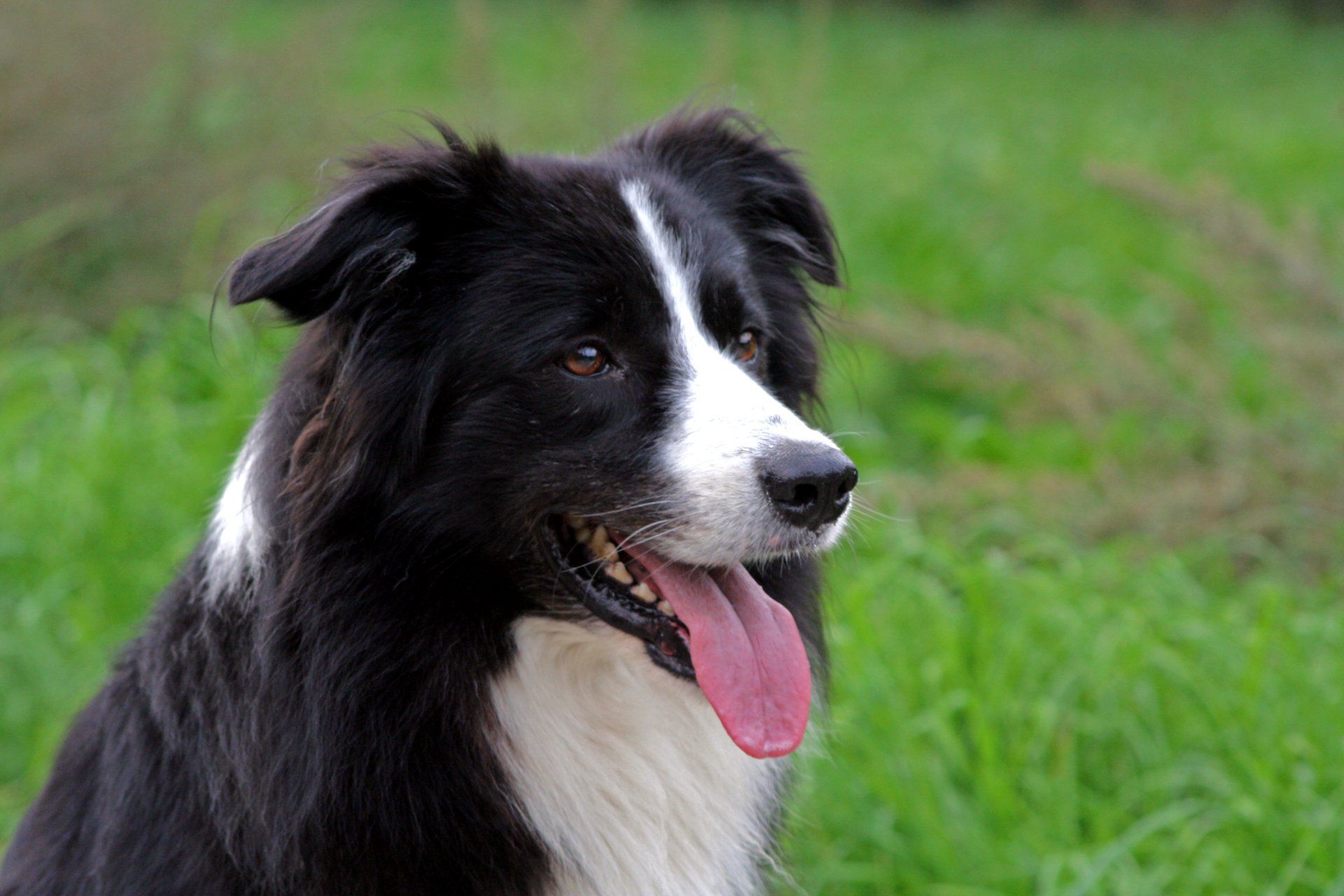 Well Behave Dog With Family — Saint Charles, MO — Positive Paws Pet Training Inc.