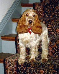 Abbey — Saint Charles, MO — Positive Paws Pet Training Inc.