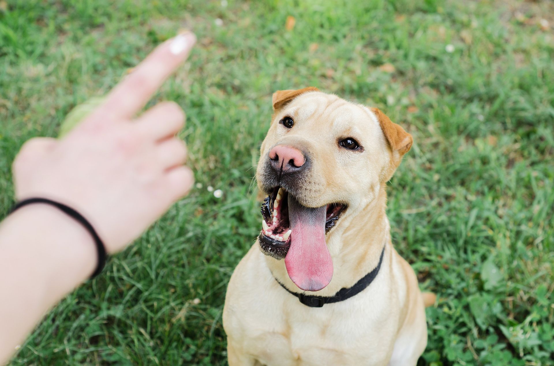 Man Training Dog — Saint Charles, MO — Positive Paws Pet Training Inc. Man Training Dog — Saint Charles, MO — Positive Paws Pet Training Inc.