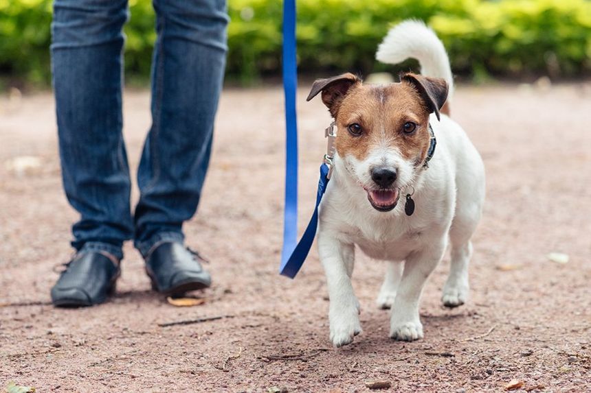 Dog With Family — Saint Charles, MO — Positive Paws Pet Training Inc.