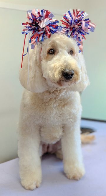 White fluffy dog wearing red, white, and blue bows on its ears, sitting indoors on a table.
