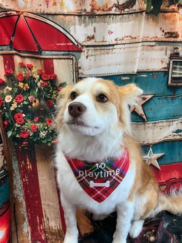 Small tan-and-white dog wearing a red bandana, sitting by red flowers against a weathered backdrop.