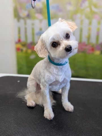 Small white dog with a blue collar sitting on a grooming table, looking at the camera.