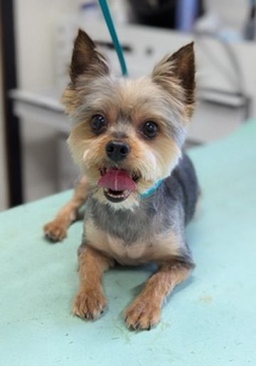 Small Yorkshire terrier sitting on a light blue grooming table, looking at the camera with mouth open.