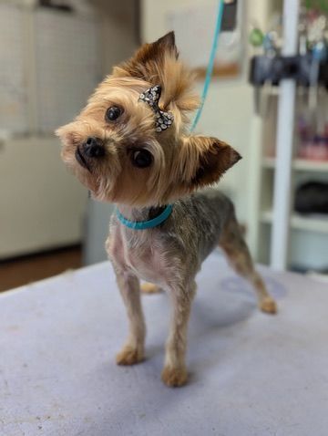 Small tan terrier with a blue collar standing on a grooming table, head tilted in a salon.