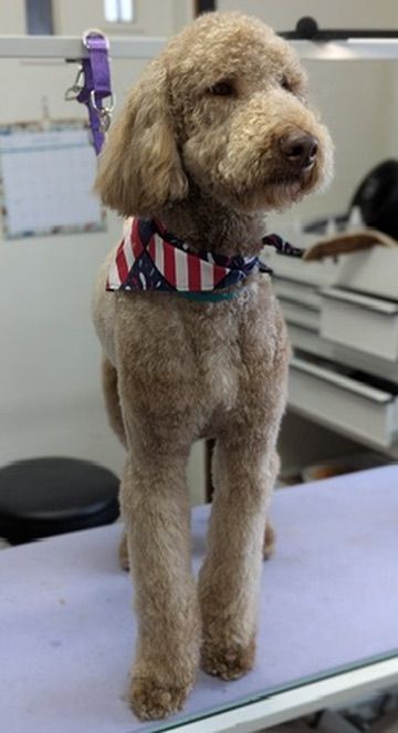 Apricot poodle standing on a grooming table, wearing a red, white, and blue bandana.