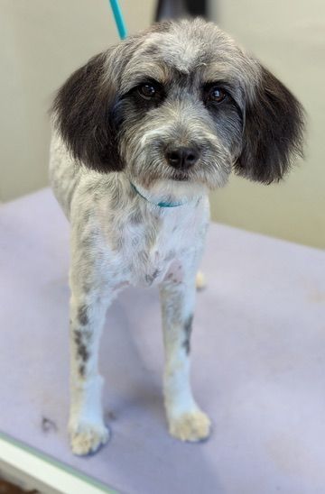 Small gray-and-white dog standing on a table, wearing a light blue collar.