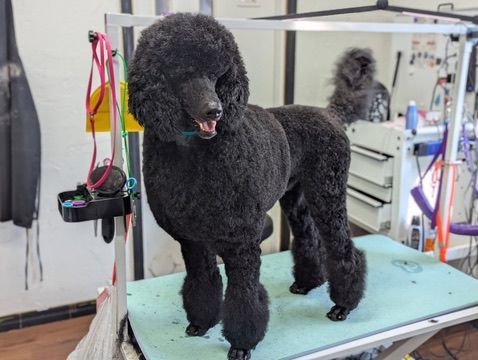Black poodle standing on a grooming table in a pet salon, with grooming tools nearby