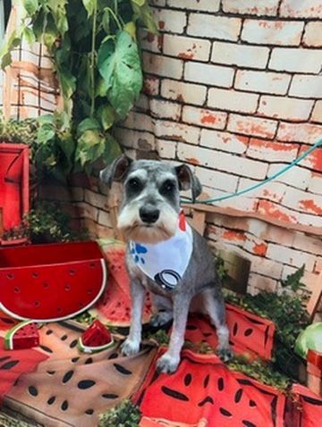 Small gray dog in a white shirt sits beside watermelon decorations against a brick wall.