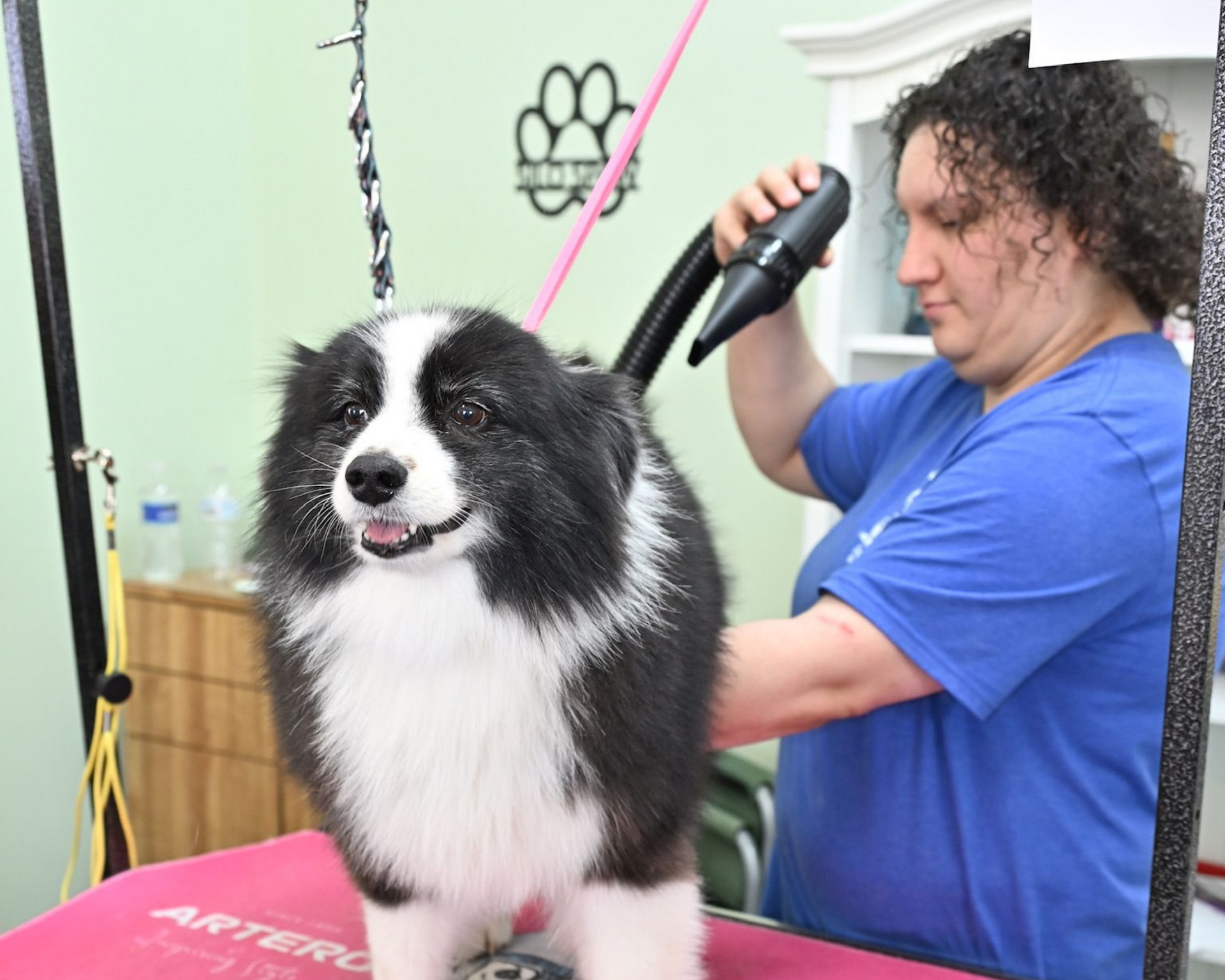 A woman in a blue shirt is drying a black and white dog at a grooming salon.