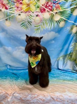 Black dog wearing a colorful bandana, sitting on a beach-themed backdrop with flowers and blue sky.