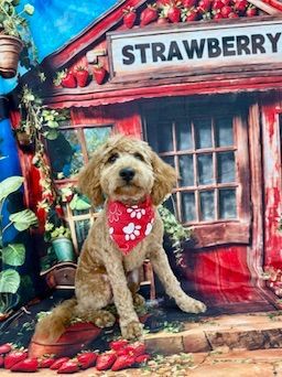 Small tan dog wearing a red bandana sits in front of a strawberry-themed storefront