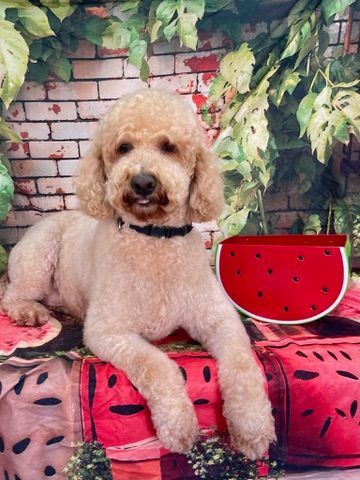 Curly cream dog lying on a red watermelon blanket beside a watermelon prop, against a brick-and-leaf backdrop
