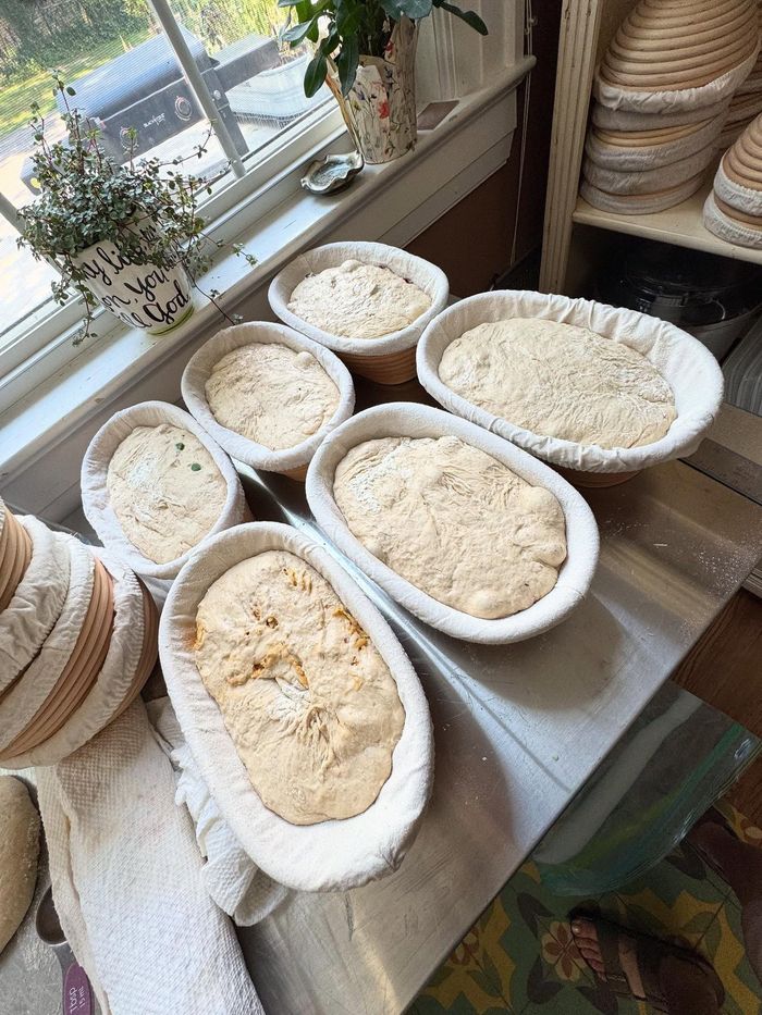 Several oval dough loaves proofing in white baskets on a table by a window