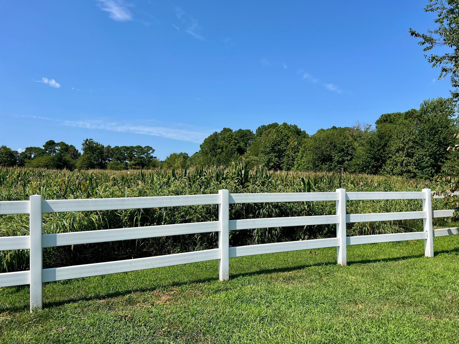White fence in front of a cornfield under a blue sky.