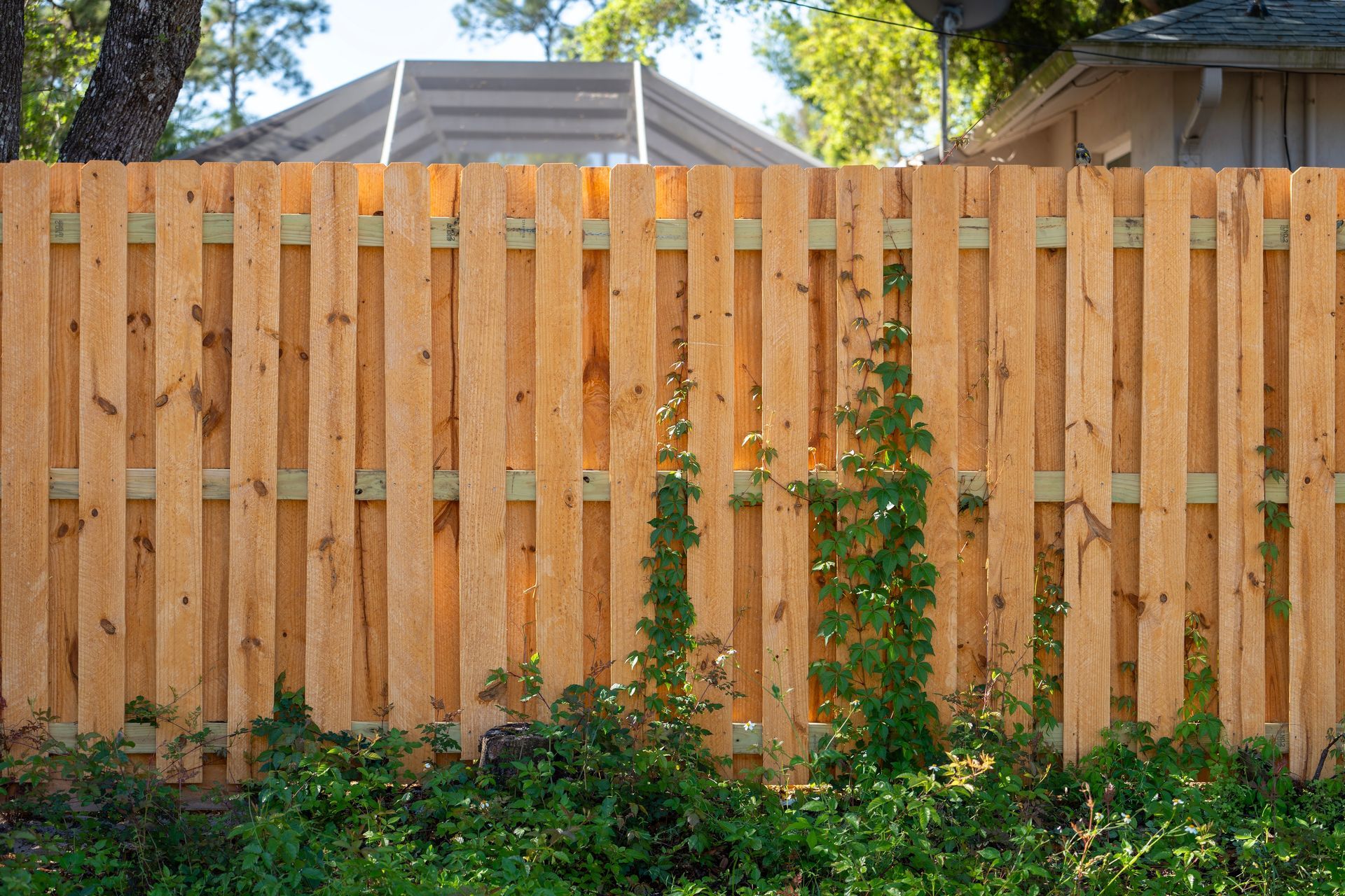 Wooden fence with climbing vines and greenery in front of a house.