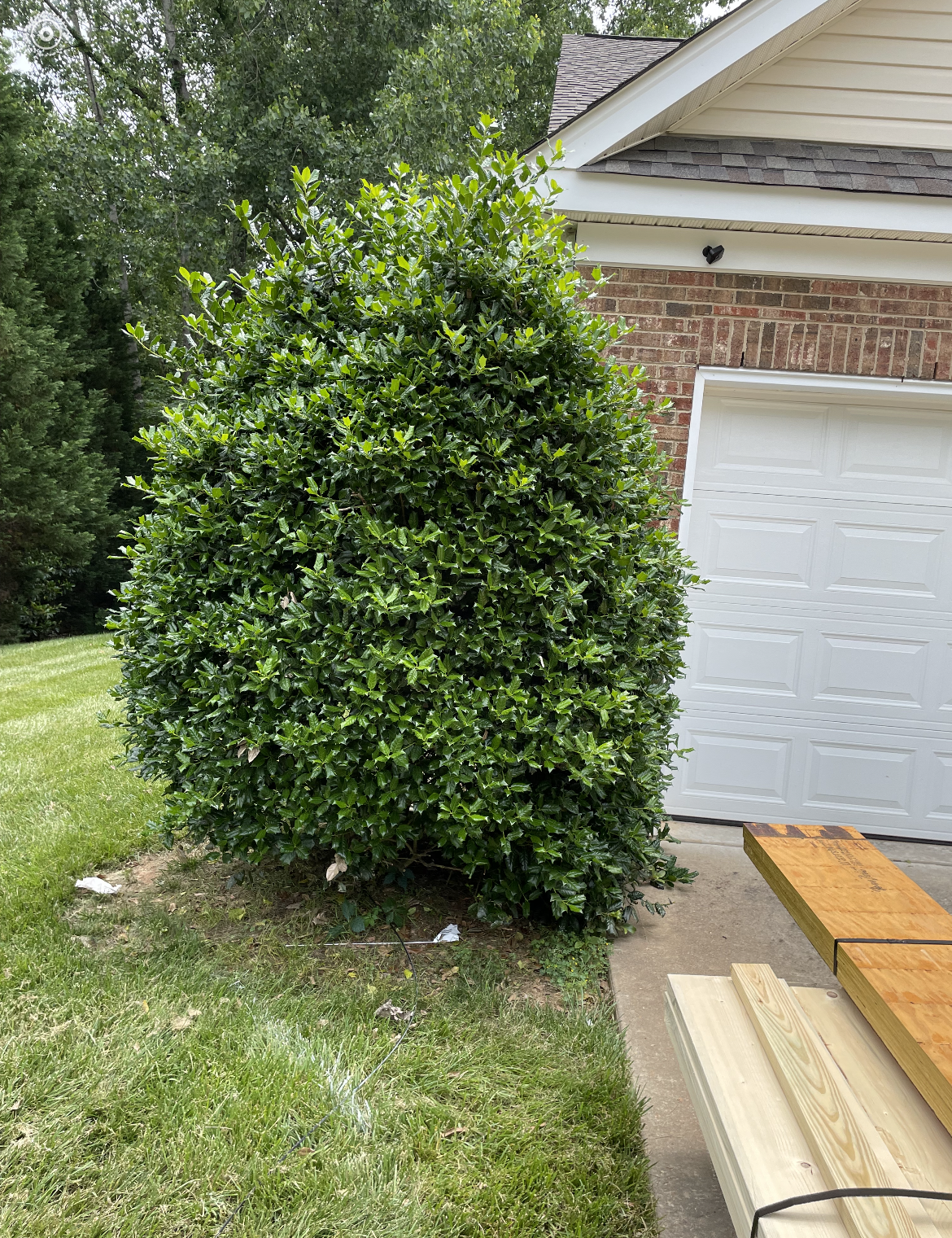 A picture of a bush in front of a house.