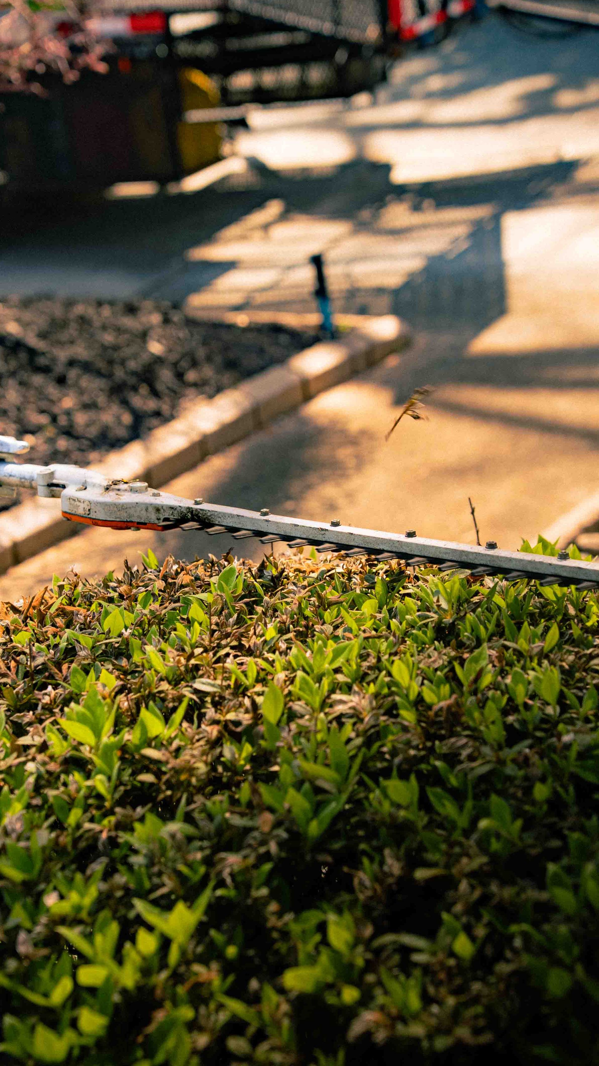 Close-up of a hedge trimmer blade resting on a green hedge, with a dragonfly hovering nearby in soft, sunny light.